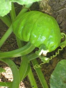 鱼吃葫芦瓜叶吗,探究鱼儿对葫芦瓜叶的偏好