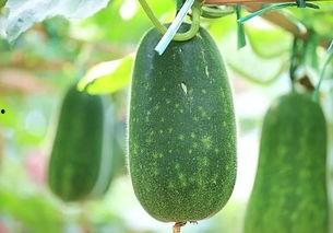 吃瓜就要吃整个的瓜,何谈瓜香——深度解析“吃瓜就要吃整个的瓜”的内涵与哲理