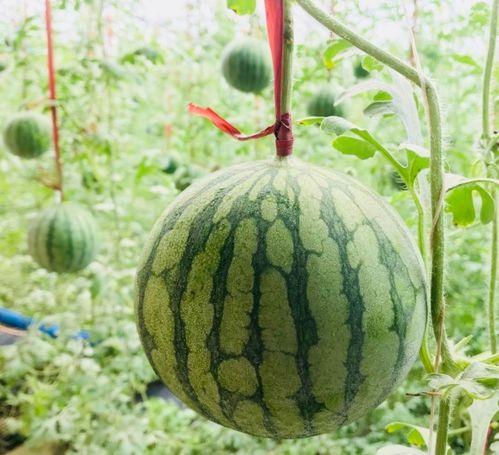 郑州夏天吃瓜事件,一场全民解暑的夏日盛宴