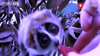 吃瓜大赛动画视频,一场视觉盛宴的动画狂欢