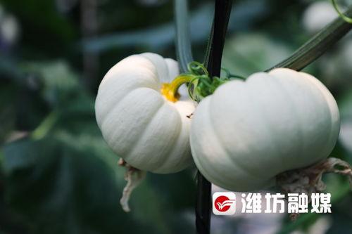 潍坊跳舞吃瓜群,揭秘热门跳舞吃瓜群的风采