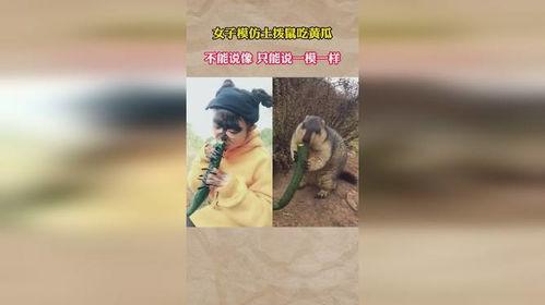 模仿土拨鼠吃瓜,瓜香四溢，欢乐无限
