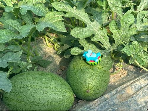 崩3吃瓜,吃瓜群众揭秘游戏幕后故事