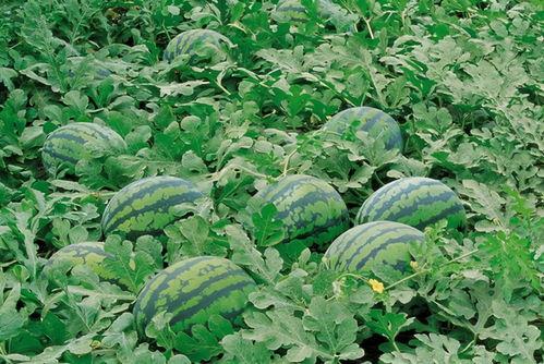 桓仁吃瓜人,吃瓜人生，品味人间烟火