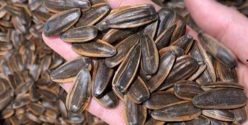 吃瓜子吃瓜,一场别开生面的吃瓜盛宴