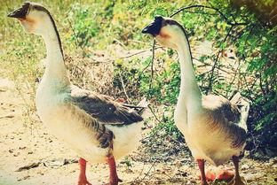 抓鹅吃大瓜抓鹅吃大瓜,抓鹅吃大瓜的趣味时光